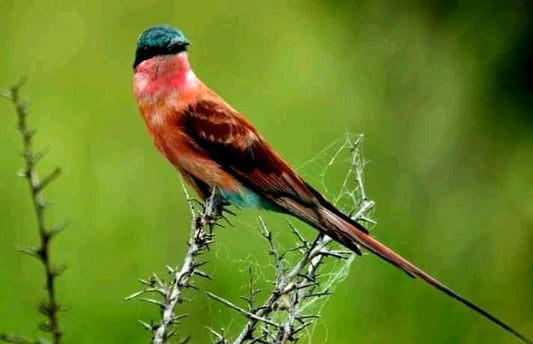 safaris blog