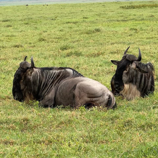 safaris
