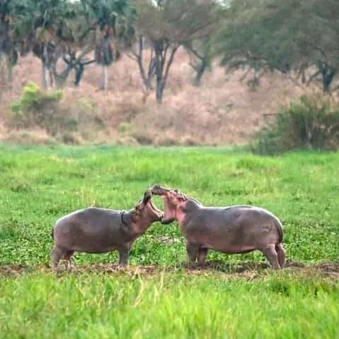 1 TAG LAKE-MBURO-NATIONALPARK-Safari