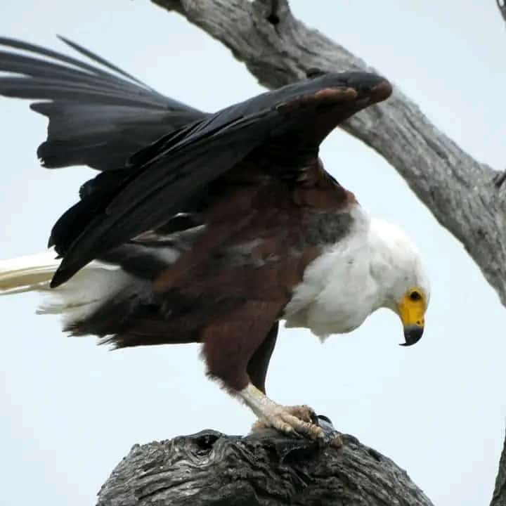 21 Days Uganda exclusive Birding and Photographic Safari
