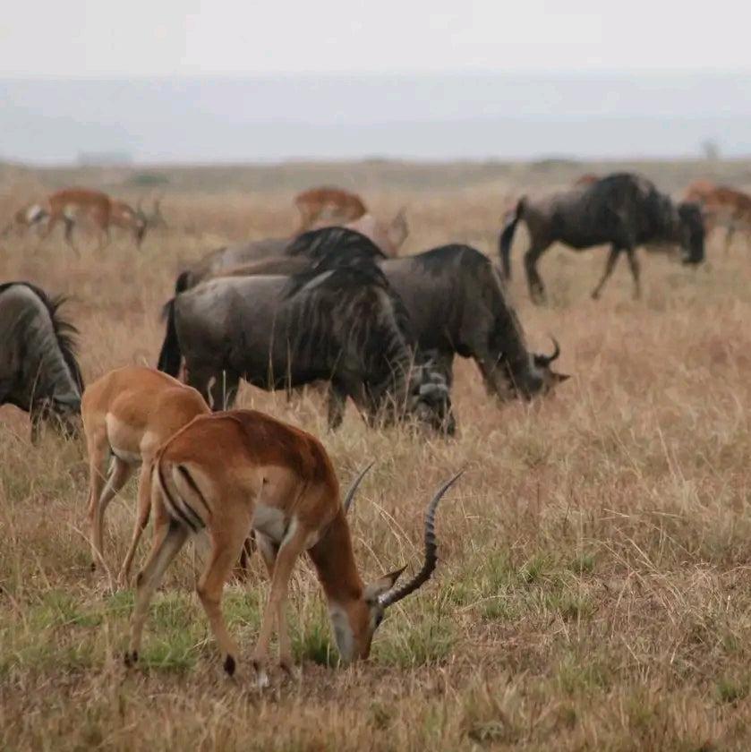 3-tägige Flugsafari zum Kidepo Valley Nationalpark.