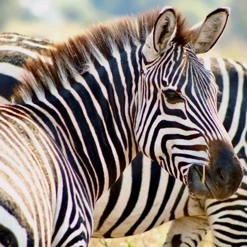 1 TAG LAKE-MBURO-NATIONALPARK-Safari