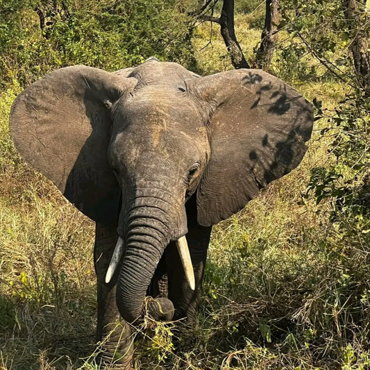 5 DAYS AKAGERA AND VOLCANOES NP SAFARI