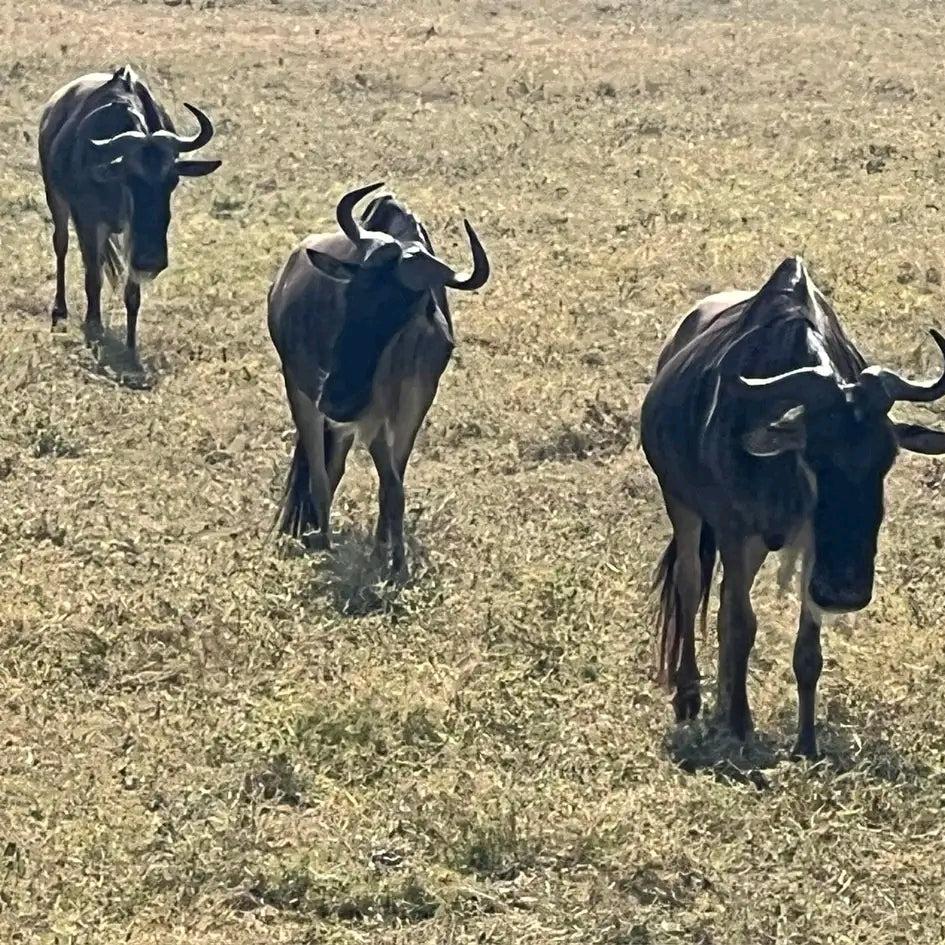6 DAYS MASAI MARA AND UGANDA SAFARI