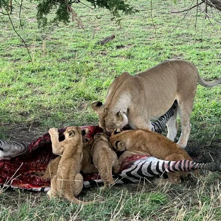 3 Tage Serengeti Nationalpark Safari 