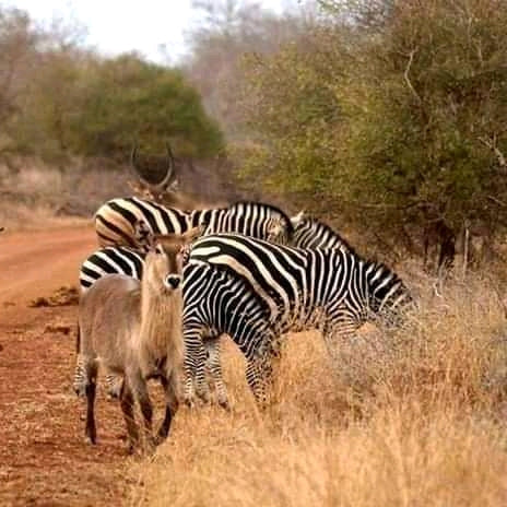 7 Days Eastern Uganda Safari Circuit