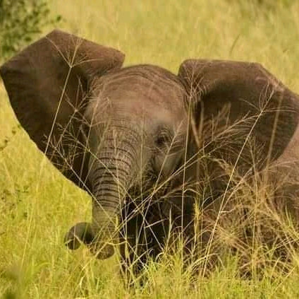 10-Day Nairobi City Tour, Amboseli, Lake Nakuru, Masai Mara, and Mombasa City Safari