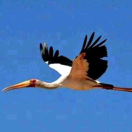 14-day Safari for the Best of Kenya, Uganda, and Tanzania: Birding and Photography
