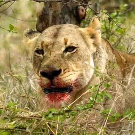 3-DAYS MURCHISON FALL NATIONAL PARK SAFARI