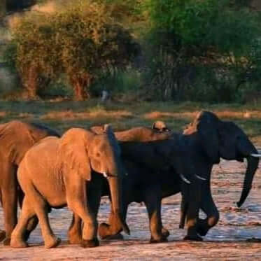 9 Days Best Of Uganda Safari