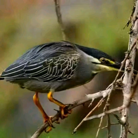 21 Days Uganda exclusive Birding and Photographic Safari