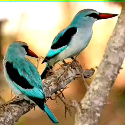 21 Days Uganda exclusive Birding and Photographic Safari