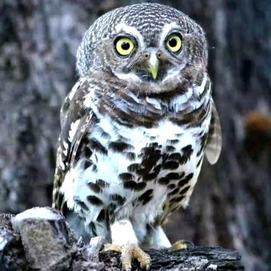 21 Days Uganda exclusive Birding and Photographic Safari