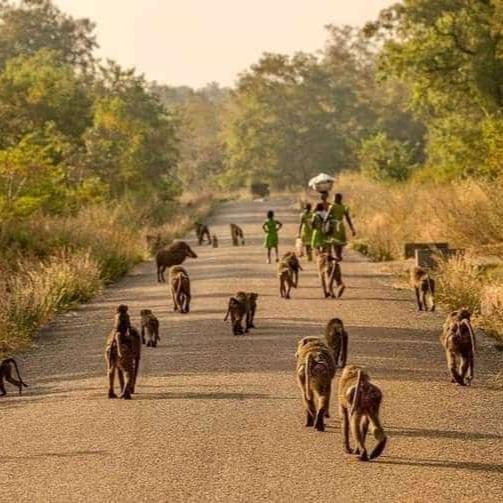 3 Tage Volcanoes NP Gorilla Safaris-Ruanda