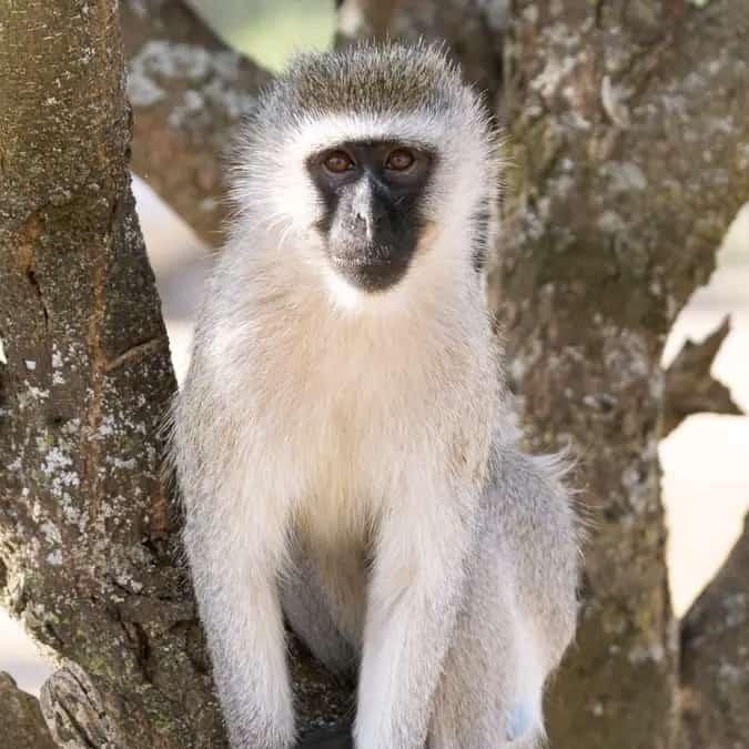 3 Tage Volcanoes NP Gorilla Safaris-Ruanda
