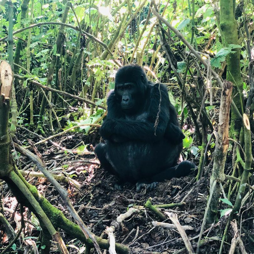 3 Day Bwindi Impenetrable National Park Gorilla Trekking