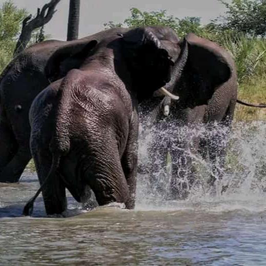 Safari de gorilas de 4 días: Parque Nacional Impenetrable de Bwindi y lago Bunyonyi