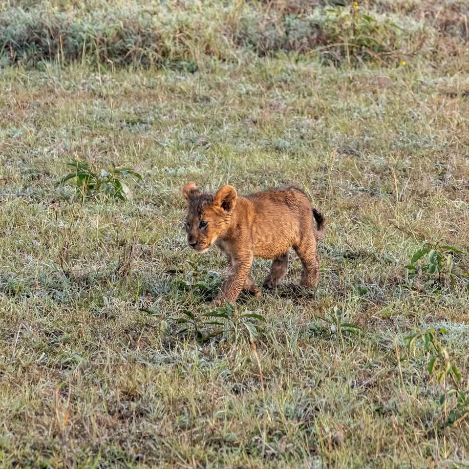 10-Day Nairobi City Tour, Amboseli, Lake Nakuru, Masai Mara, and Mombasa City Safari