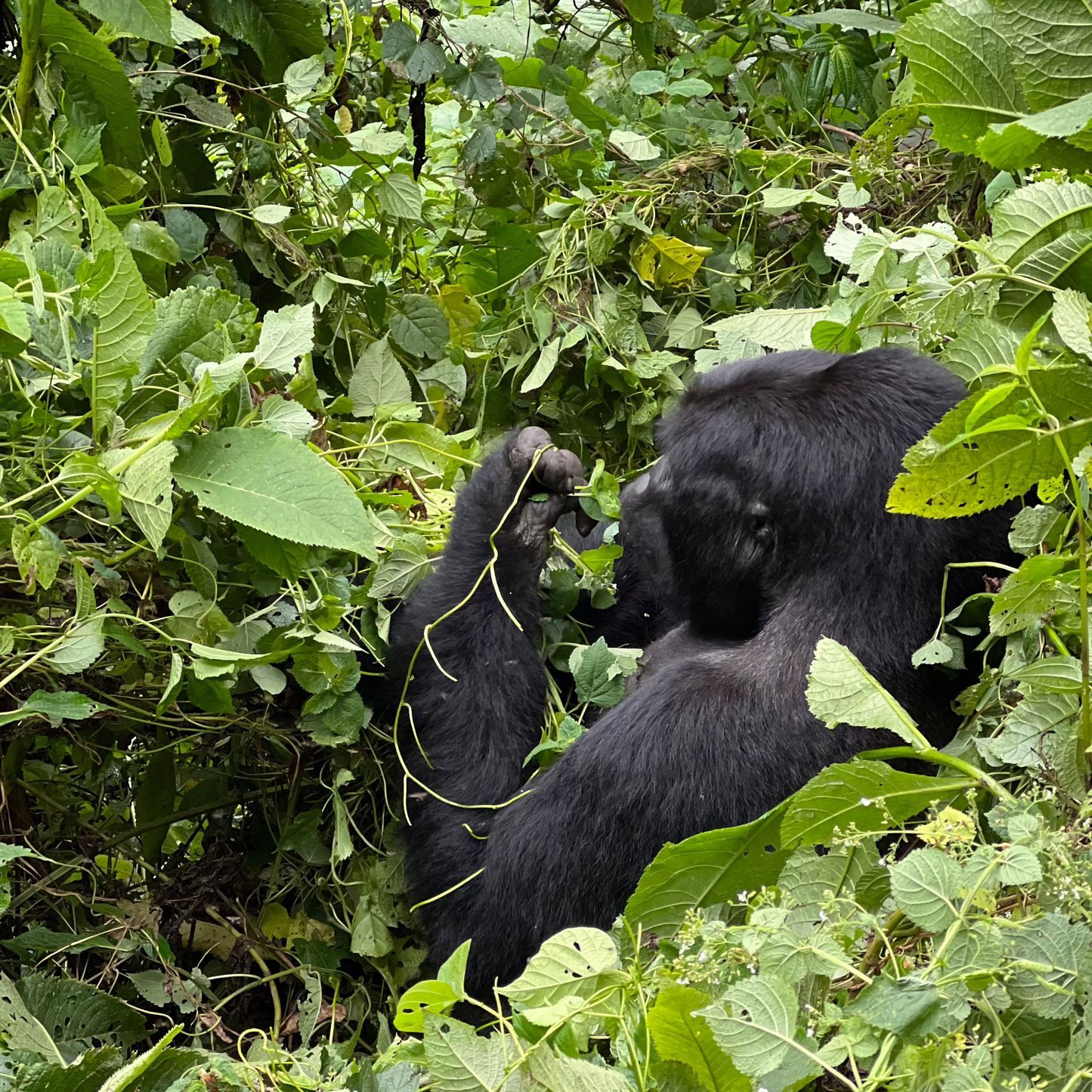 9 Days Wild Gorilla Trekking in Uganda