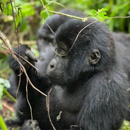 Safari de gorilas de 4 días: Parque Nacional Impenetrable de Bwindi y lago Bunyonyi