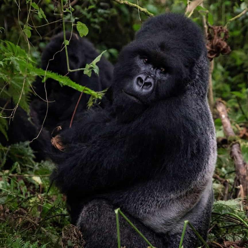 3 Tage Volcanoes NP Gorilla Safaris-Ruanda